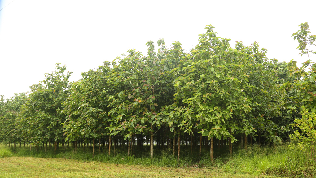 A thriving teak forest