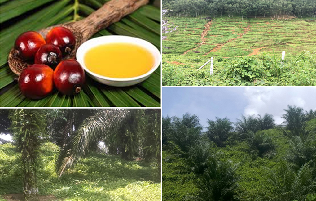 Sustainable-oil-palm.jpg