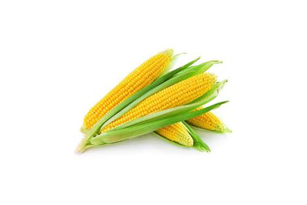 Corn-01 Corn-01