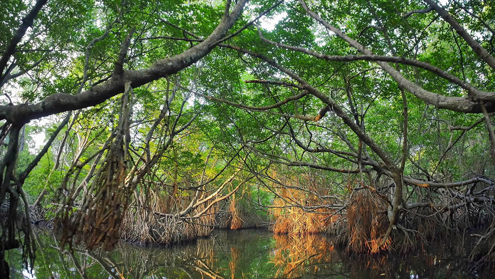 MangroveSriLanka.jpg