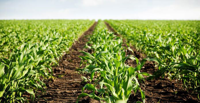 Farming Farming
