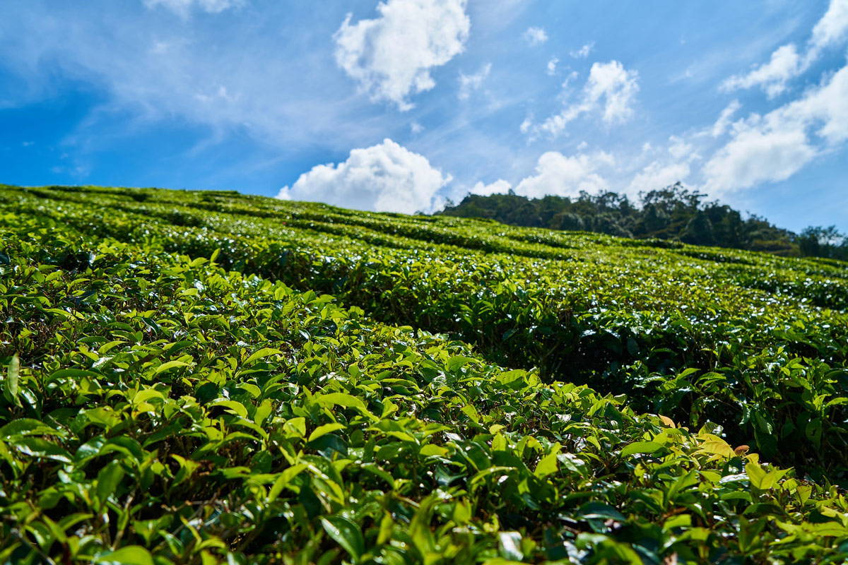 ceylon-tea-plantation-sector