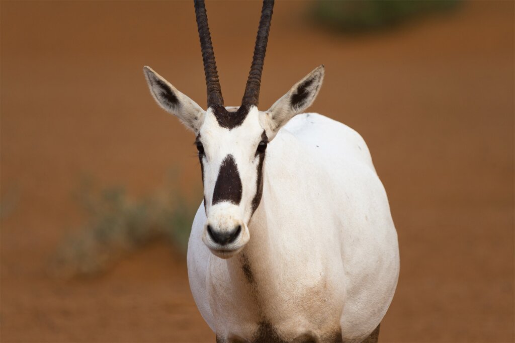 Arabian-oryx.jpg