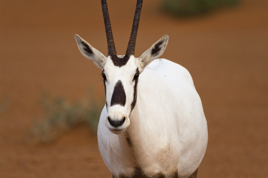Arabian oryx Arabian oryx