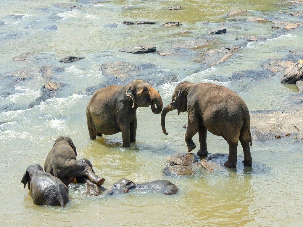 sri-lankan-elephant-gc93443cea_1280