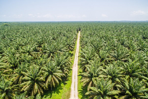 Palm Oil