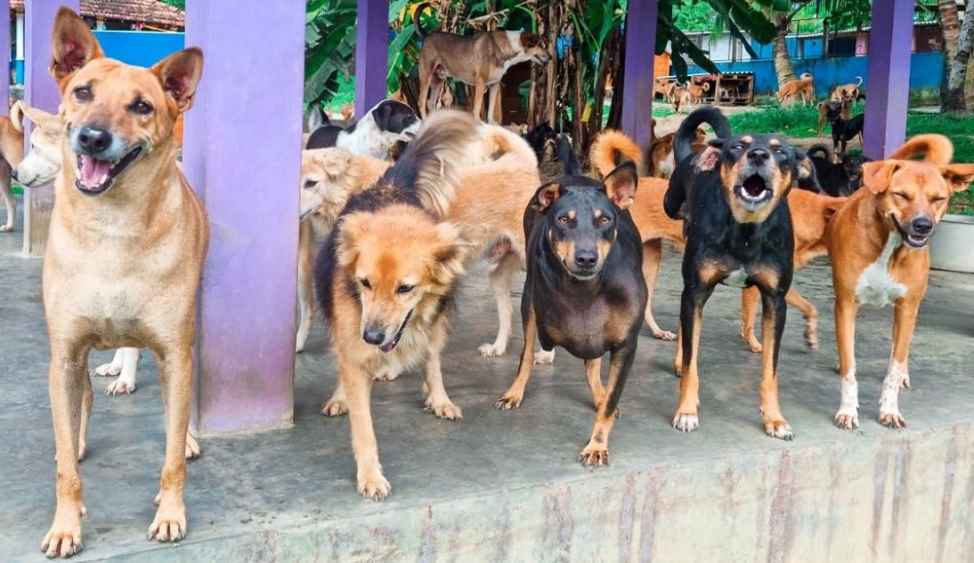 Animal SOS Sri Lanka becomes the first animal welfare charity to join Daraz  Donates