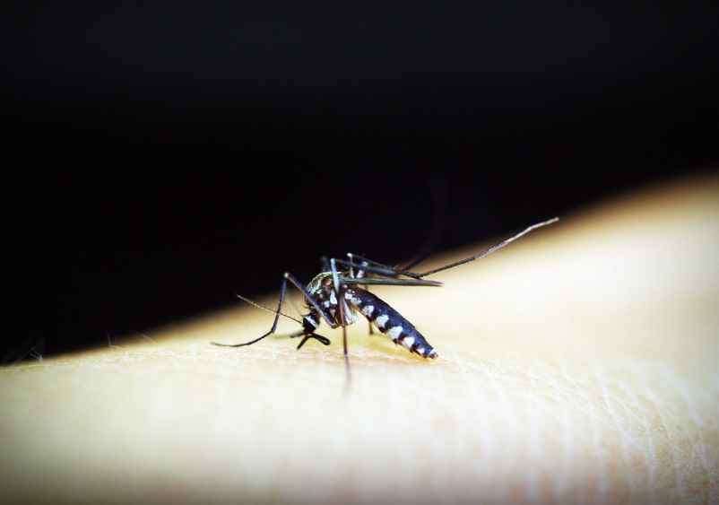 mosquito-1548948_1280 (LBN)