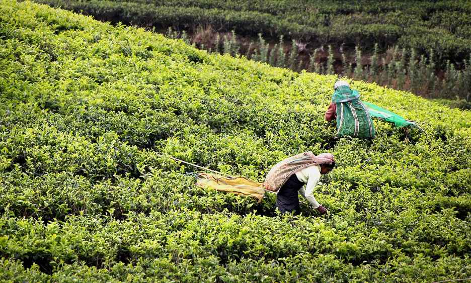 tea-harvest-2132767_1280 (LBN)