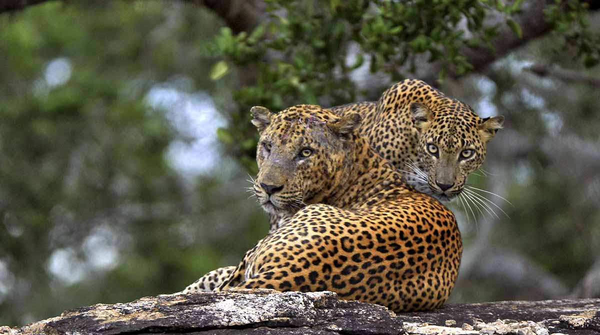Leopards in Sri Lanka, Yala National Park