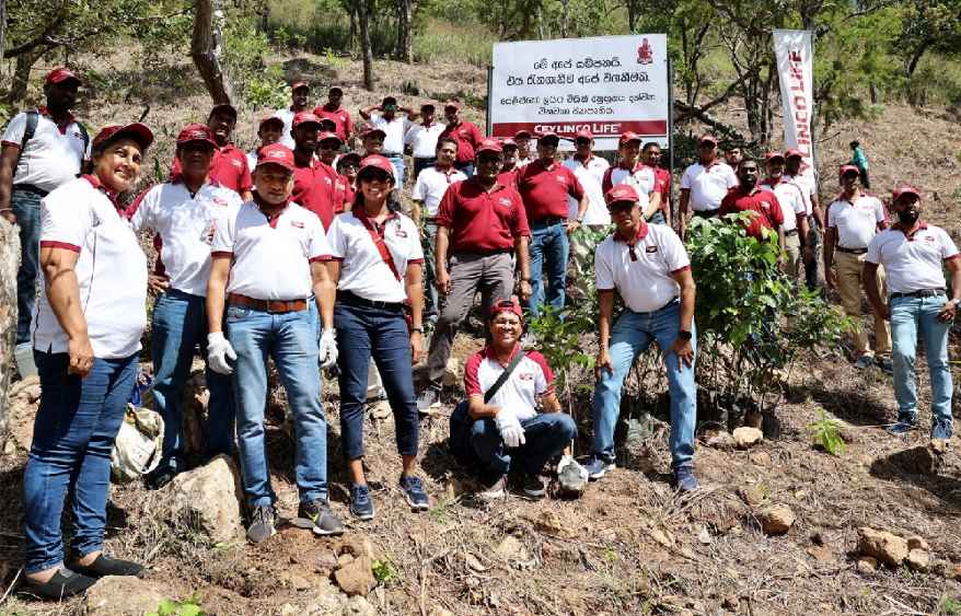 Reforestation-project-Balangoda-LBN.jpg