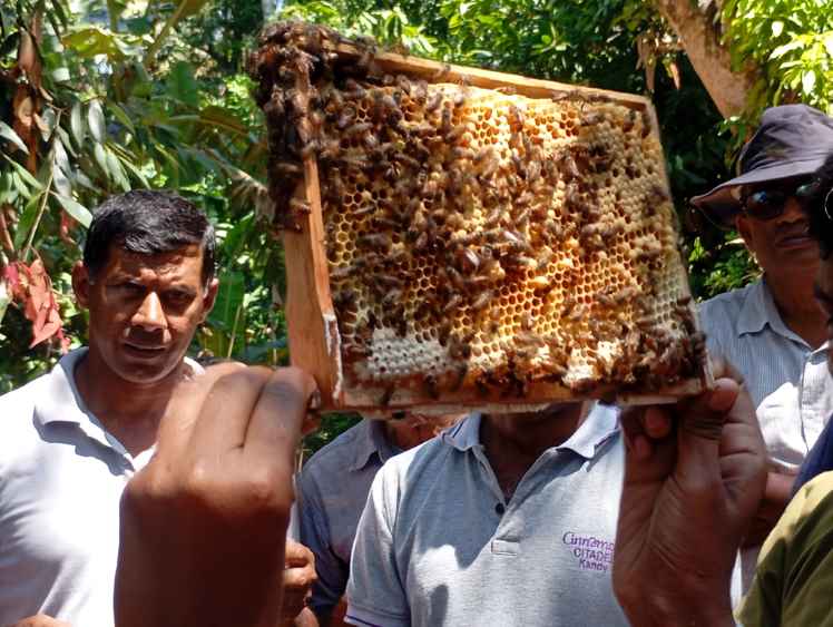 Educating on bee hives (LBN)
