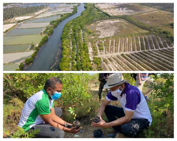 Image of the Accelerated Natural Mangrove Restoration project (LBN)