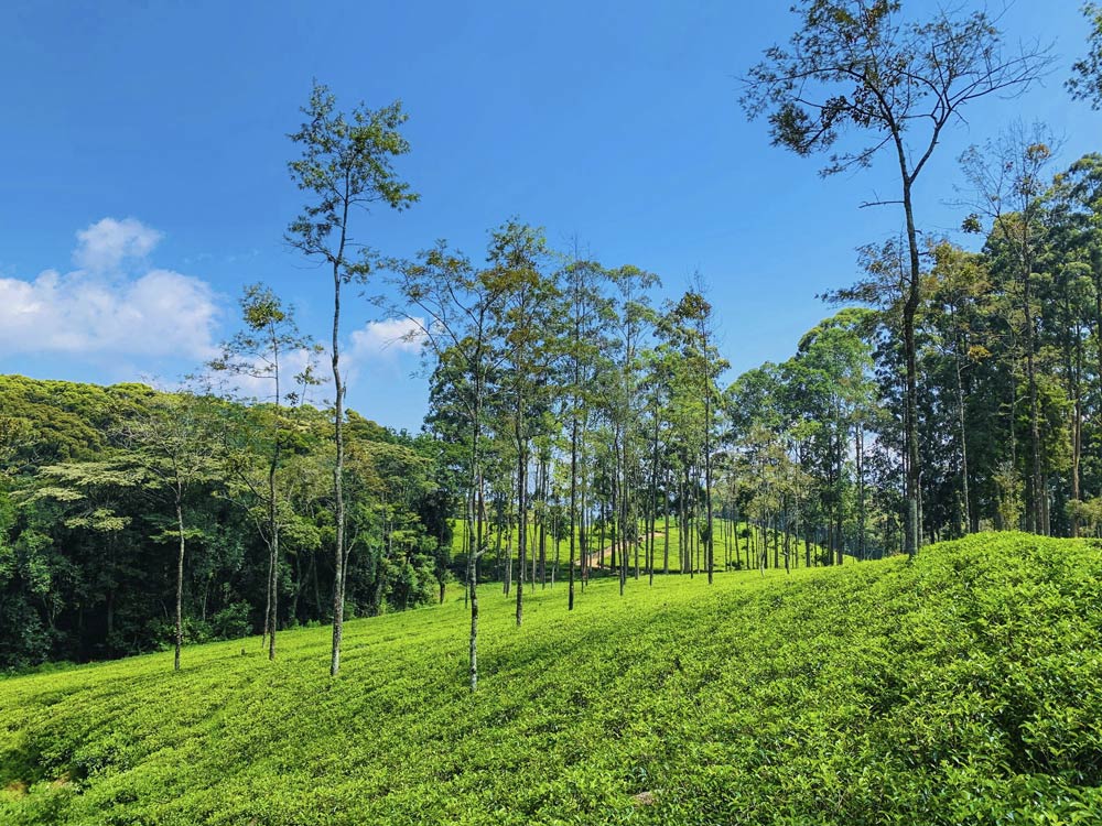 Ceylon Tea Trails