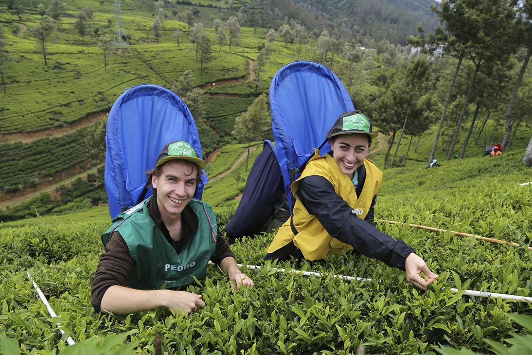 Ceylon-Tea-SriLanka Ceylon-Tea-SriLanka