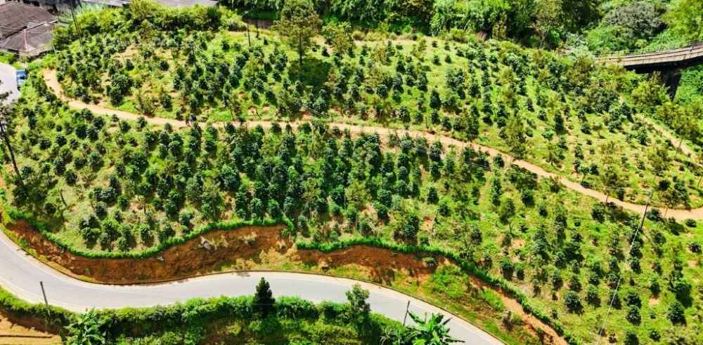 Sustainably cultivated coffee (LBN) Sustainably cultivated coffee (LBN)